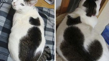 Seperti kucing menempel di badan kucing. (Foto: Boredpanda)