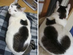 Kumpulan Potret Kucing Dengan Motif Bulu yang Unik