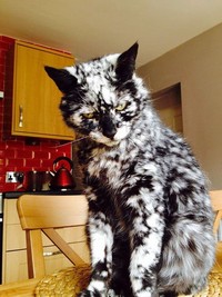 fotoinet potret motif bulu kucing yang unik