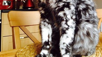 Ketumpahan bedak kayanya nih. Foto: Boredpanda