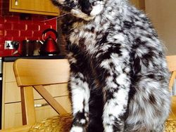 Kumpulan Potret Kucing Dengan Motif Bulu yang Unik