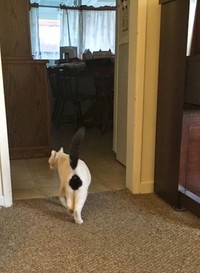 fotoinet potret motif bulu kucing yang unik