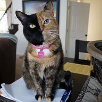 fotoinet potret motif bulu kucing yang unik
