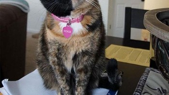 Venus, kucing langka dengan satu wajah dengan dua warna bulu. (Foto: Boredpanda)