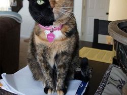 Kumpulan Potret Kucing Dengan Motif Bulu yang Unik