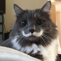 fotoinet potret motif bulu kucing yang unik