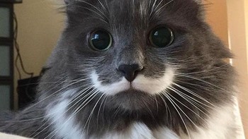 Gemas! Si kucing seolah punya kumis berwarna putih. (Foto: Boredpanda)