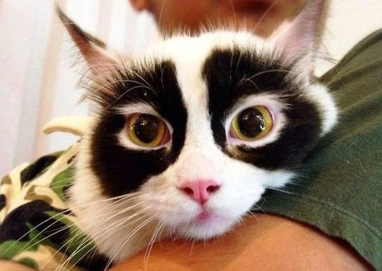 fotoinet potret motif bulu kucing yang unik