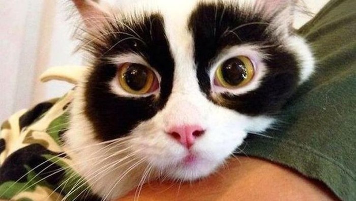 fotoinet potret motif bulu kucing yang unik