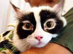 Kumpulan Potret Kucing Dengan Motif Bulu yang Unik