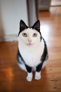 fotoinet potret motif bulu kucing yang unik