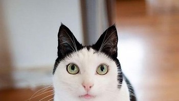 Terlihat seperti pakai bando. (Foto: Boredpanda)