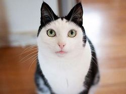 Kumpulan Potret Kucing Dengan Motif Bulu yang Unik