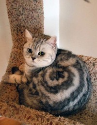 fotoinet potret motif bulu kucing yang unik