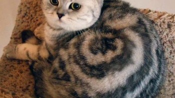 Lihat badannya, motif yang unik yang berputar. (Foto: Boredpanda)