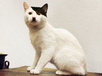 fotoinet potret motif bulu kucing yang unik