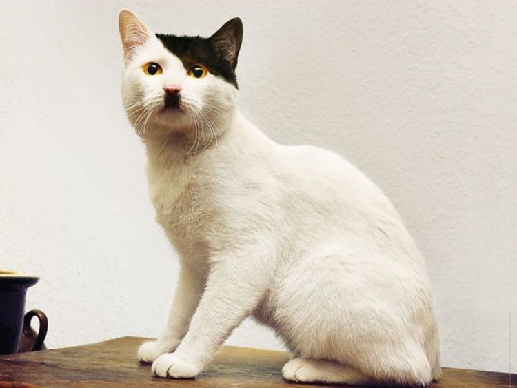 fotoinet potret motif bulu kucing yang unik