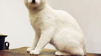 Hitler versi kucing? (Foto: Boredpanda)