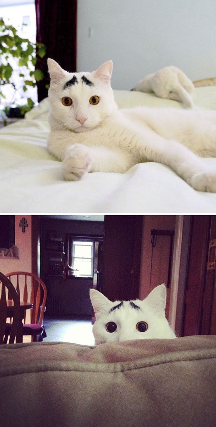 fotoinet potret motif bulu kucing yang unik