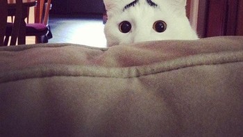 Si kucing alisnya berbentuk aneh. (Foto: Boredpanda)