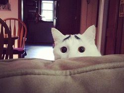 Kumpulan Potret Kucing Dengan Motif Bulu yang Unik