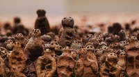 Karya seni instalasi ini memenuhi satu ruangan besar di Museum M+.  Foto: Getty Images/Keith Tsuji