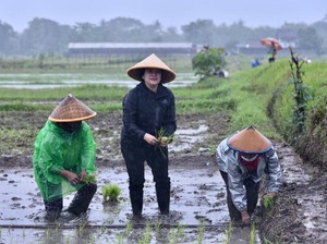 Hasto Sebut Puan Menyatu dengan Rakyat Hujan-hujanan Tanam Padi