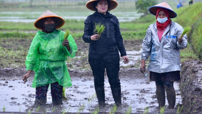 Momen Puan tanam padi bersama petani di tengah hujan