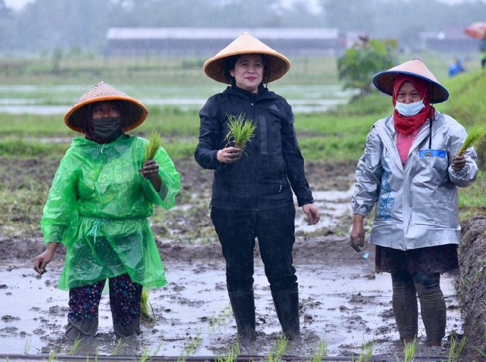 Momen Puan tanam padi bersama petani di tengah hujan