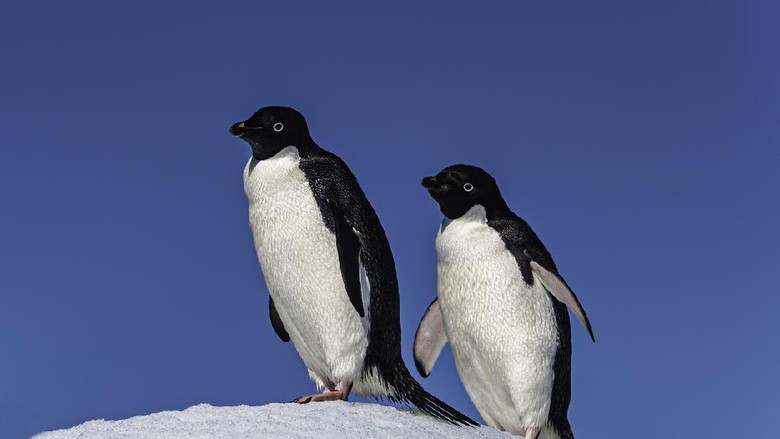 Adélie Penguin, Pygoscelis adeliae, is a type of penguin common along the entire Antarctic coast and nearby islands.  Devil Island; Weddell Sea; Antarctica.