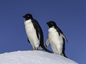 Penguin Langka Tersesat, Berenang hingga 3.000 Km