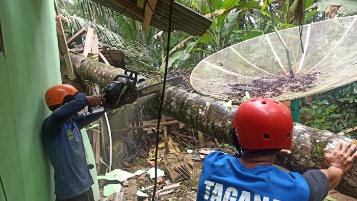 Petugas mengevakuasi pohon tumbang yang menimpa rumah warga