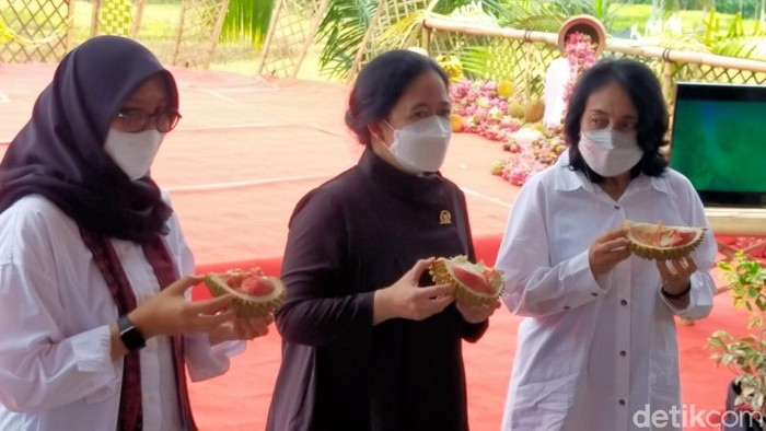 puan maharani ke banyuwangi