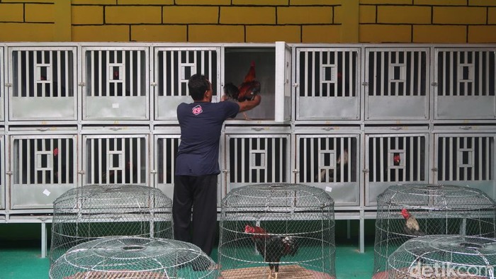 Ternak Ayam Jago, Pembalap Cantik Ini Raup Belasan Juta Ternak ayam jago biasanya identik dengan laki-laki, namun di Pedukuhan Sidorejo, Kalurahan Ngestiharjo, Kapanewon Kasihan, Kabupaten Bantul ada seorang wanita cantik yang mengembangbiakkan ayam jago. Bahkan, dia mampu mendulang belasan juta tiap bulannya.