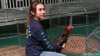 Namun hal tersebut tidak membuat wanita yang juga joki drag motor dan drag mobil ini benci terhadap ayam. Hal itu terbukti dengan mulai menggeluti cara beternak ayam jago sejak 4 tahun yang lalu.