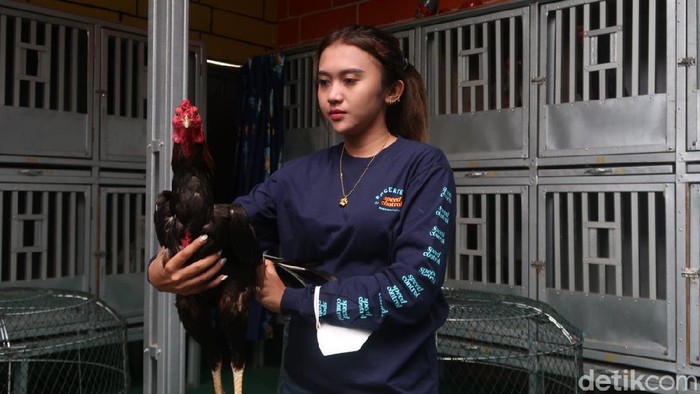 Ternak Ayam Jago, Pembalap Cantik Ini Raup Belasan Juta Ternak ayam jago biasanya identik dengan laki-laki, namun di Pedukuhan Sidorejo, Kalurahan Ngestiharjo, Kapanewon Kasihan, Kabupaten Bantul ada seorang wanita cantik yang mengembangbiakkan ayam jago. Bahkan, dia mampu mendulang belasan juta tiap bulannya.
