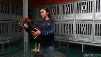 Juara umum Women Indonesian Drag Bike tahun 2018 ini melanjutkan, bahwa dia hanya senang merawat dan mengembangkan ayam jago. Terlebih, banyak orang yang menyukai ayam jago hasil ternakannya.