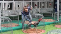 Sehingga ayam ternakannya hanya untuk kalangan tertentu dan kebanyakan untuk keperluan koleksi saja. Menyoal perawatan ayam tersebut, dia mengaku cukup mudah namun harus teliti dalam melihat kondisi ayam.