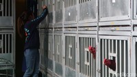 Ternak ayam jago biasanya identik dengan laki-laki, namun di Pedukuhan Sidorejo, Kalurahan Ngestiharjo, Kapanewon Kasihan, Kabupaten Bantul ada seorang wanita cantik yang mengembangbiakkan ayam jago. Bahkan, dia mampu mendulang belasan juta tiap bulannya.  