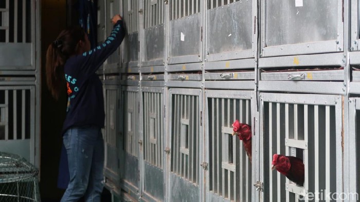 Ternak Ayam Jago, Pembalap Cantik Ini Raup Belasan Juta Ternak ayam jago biasanya identik dengan laki-laki, namun di Pedukuhan Sidorejo, Kalurahan Ngestiharjo, Kapanewon Kasihan, Kabupaten Bantul ada seorang wanita cantik yang mengembangbiakkan ayam jago. Bahkan, dia mampu mendulang belasan juta tiap bulannya.