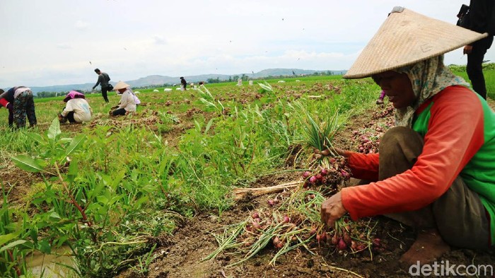 Petani sedang memaneng bawang merah di Kudus, Jawa Tengah, Sabtu (13/11/2021). Harga bawang merah di petani Kabupaten Kudus, Jawa Tengah sedang anjlok. Harga bawang merah di petani itu  hanya Rp 5 ribu per kilo.