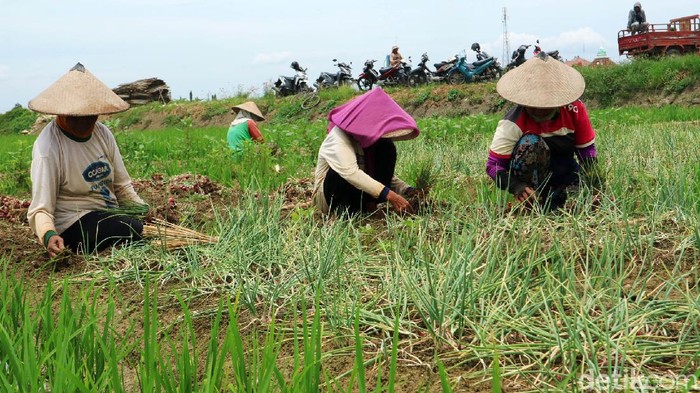 Petani sedang memaneng bawang merah di Kudus, Jawa Tengah, Sabtu (13/11/2021). Harga bawang merah di petani Kabupaten Kudus, Jawa Tengah sedang anjlok. Harga bawang merah di petani itu  hanya Rp 5 ribu per kilo.