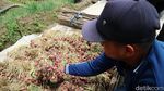 Harga Bawang Merah Anjlok Jadi Rp 5 Ribu/Kg, Petani Menjerit