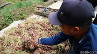 “Harganya Rp 5 ribu per kilo, biasanya Rp 15 ribu sampai Rp 17 ribu. petani tidak uang. Produksi, kemarin habis uang Rp 12 juta dapat uang Rp 13 juta. Belum obatnya, obatnya itu harganya Rp 120 ribu,” terang petani bawang, Tasripah.