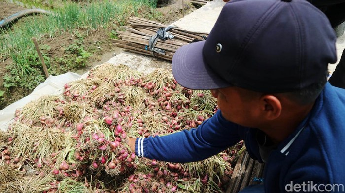 Harga Bawang Merah Rp 5 Ribu/Kg, Petani Menjerit Petani sedang memaneng bawang merah di Kudus, Jawa Tengah, Sabtu (13/11/2021). Harga bawang merah di petani Kabupaten Kudus, Jawa Tengah sedang anjlok. Harga bawang merah di petani itu hanya Rp 5 ribu per kilo.