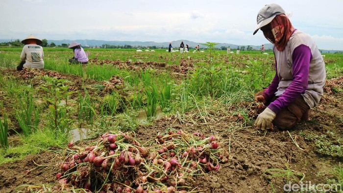 Petani sedang memaneng bawang merah di Kudus, Jawa Tengah, Sabtu (13/11/2021). Harga bawang merah di petani Kabupaten Kudus, Jawa Tengah sedang anjlok. Harga bawang merah di petani itu  hanya Rp 5 ribu per kilo.