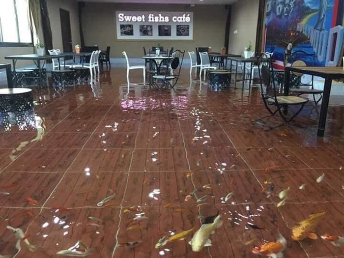 Kafe di Thailand Tawarkan Konsep Kolam Ikan Koi