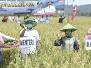 Panen Padi di Sumsel, Mendes Ajak Petani Perkuat Ketahanan Pangan