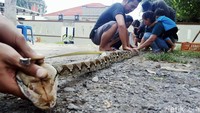 Sejumlah warga sedang mengukur panjang ular piton yang ditangkap di kandang ternak tersebut.