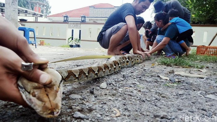 Seekor ular piton ditangkap warga di Dusun Gumukroto, Desa Sudimoro, Kecamatan Tulung, Klaten, Jawa Tengah. Ular sepanjang 3,4 meter itu ditemukan sedang melilit seekor entok milik warga.